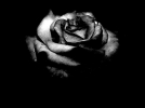 black_rose31