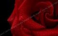 rosa rossa 1