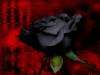 beautiful-black-rose