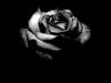 black_rose31